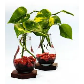 Money Plant
